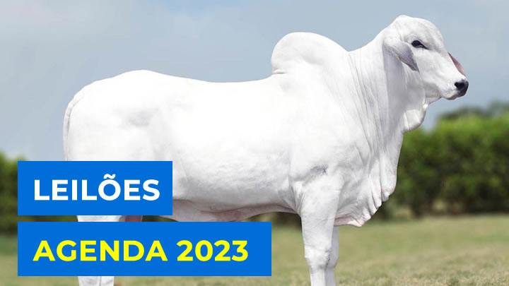 Agenda de Leilões 2023