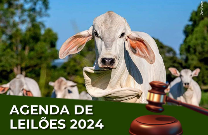 Leilões 2024